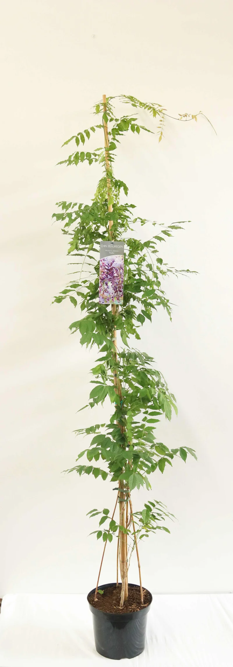 Wisteria sinensis 'Prolific' C7,5 (7,5 liters kruka) 150-200 cm
