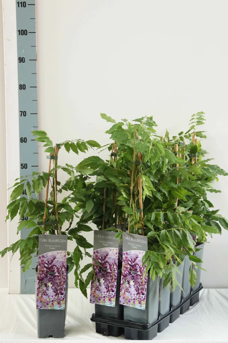 Wisteria sinensis 'Prolific' C2 (2 liters kruka) 40-60 cm - 3 käppar