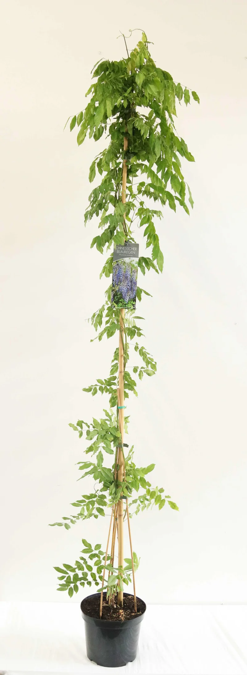 Wisteria sinensis 150-200 cm C7,5 (7,5 liters kruka)