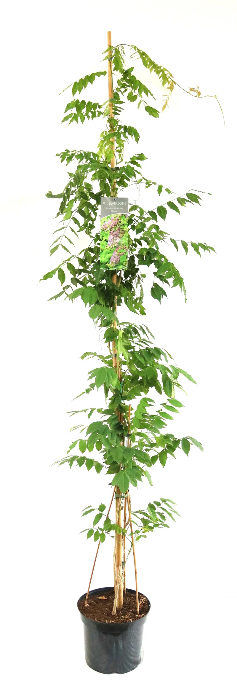 Wisteria flor. 'Rosea' C7,5 (7,5 liters kruka) 150-200 cm