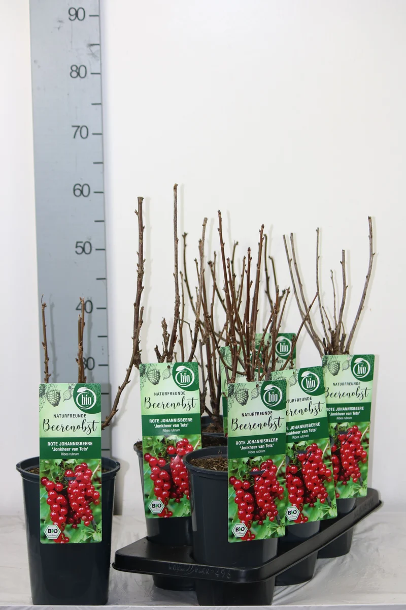 Ribes r. 'Jonkheer van Tets' C3 (3 liters kruka) 40-50 cm