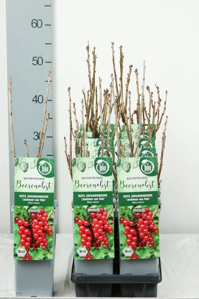 Ribes rubrum 'Jonkheer van Tets' C2 (2 liters kruka) 30-35 cm
