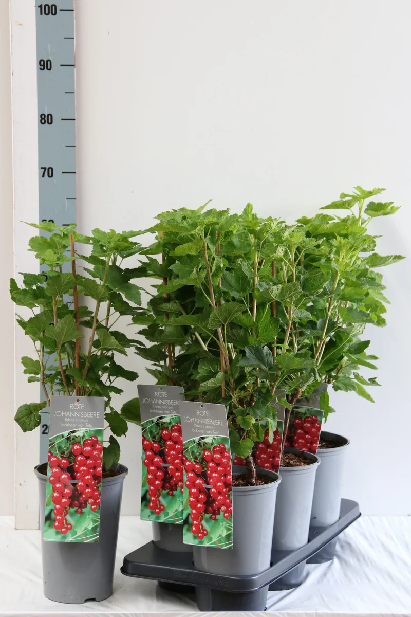 Ribes r. 'Jonkheer van Tets' C3 (3 liters kruka) 40-60 cm