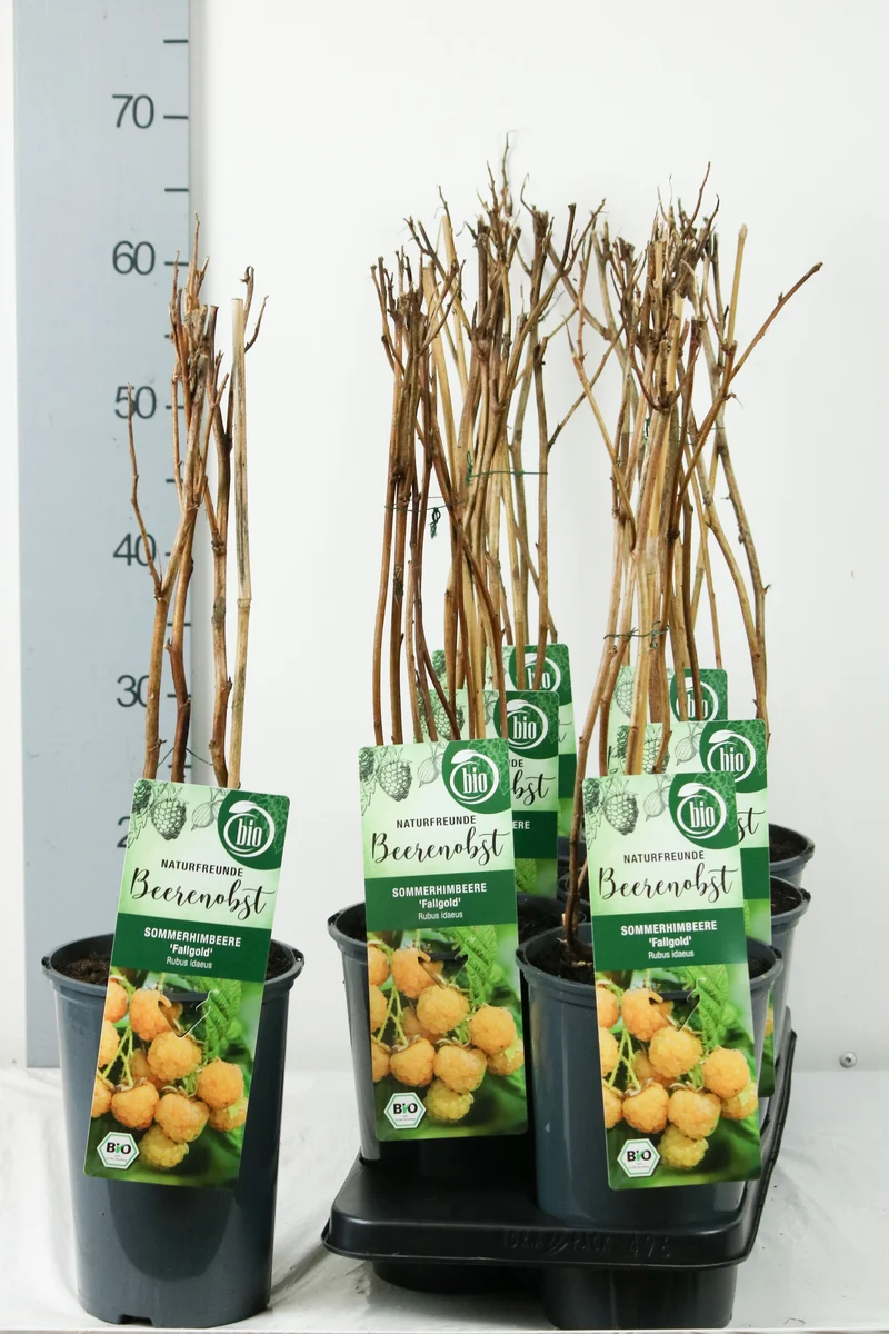 Ribes nigrum 'Tsema' C2 (2 liters kruka) 30-35 cm
