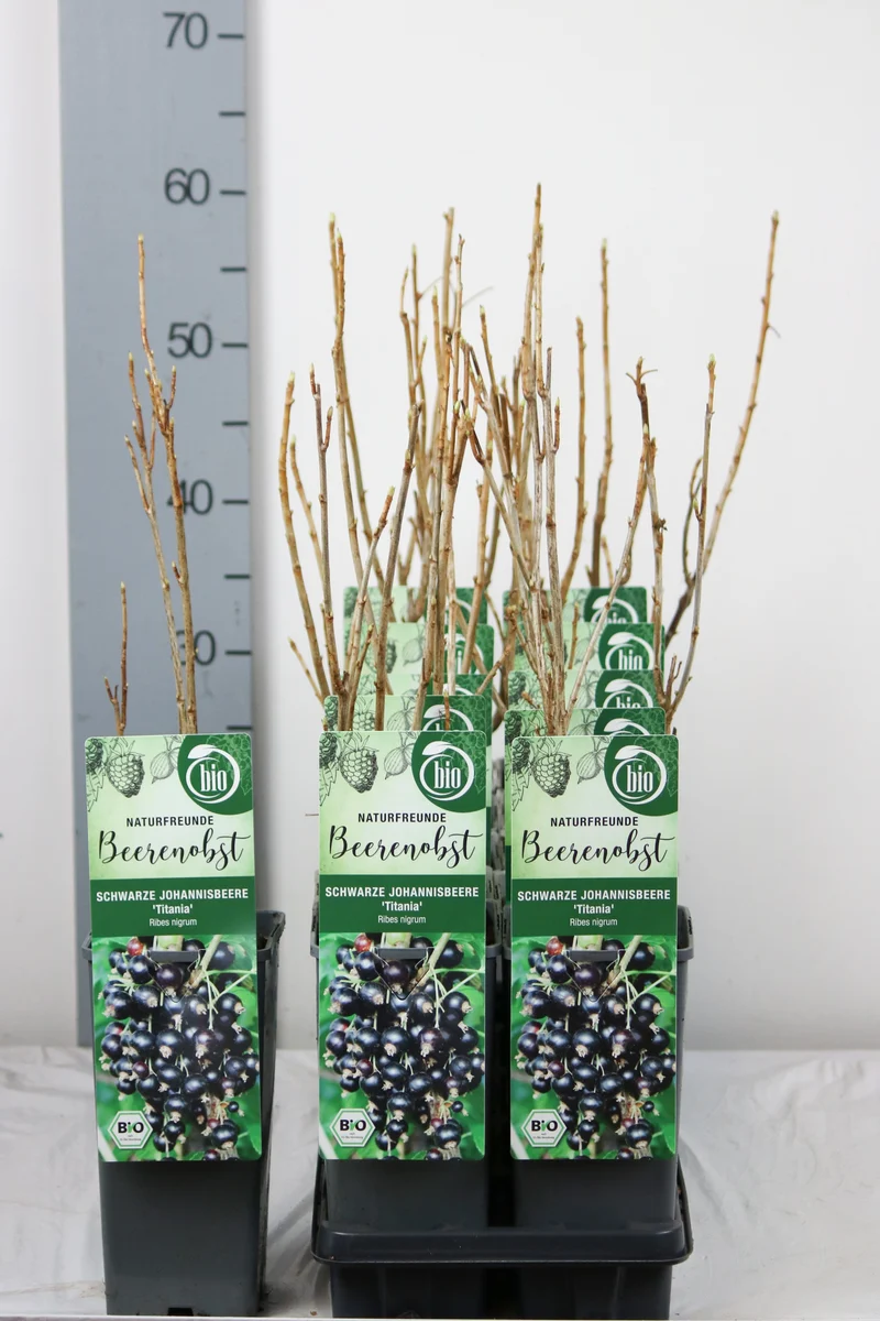 Ribes nigrum 'Titania' C2 (2 liters kruka) 30-35 cm