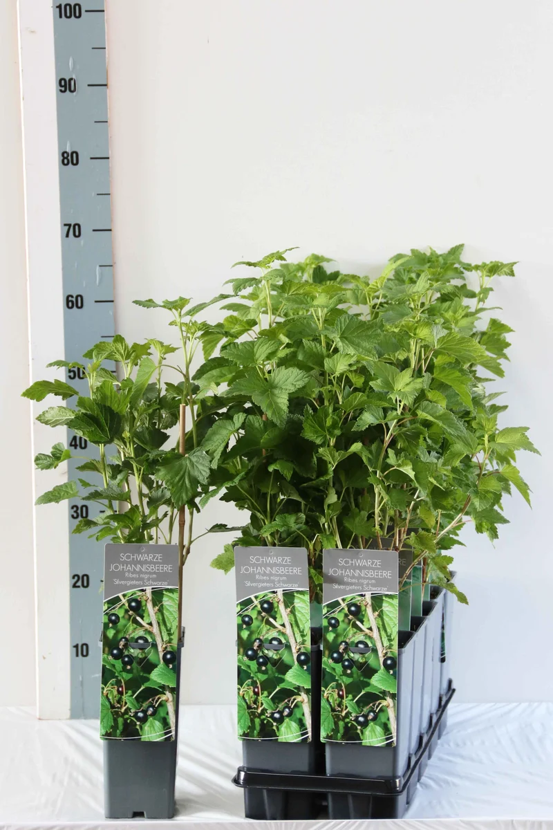 Ribes nigrum 'Silvergieter's Zwarte' C2 (2 liters kruka) 30-40 cm