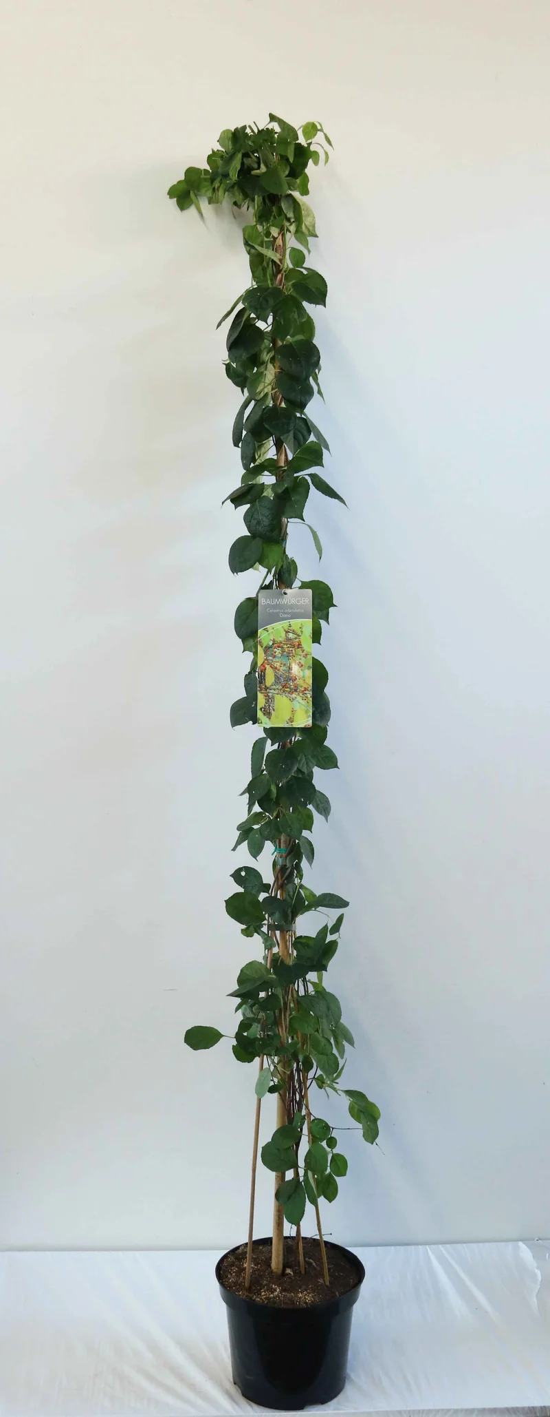 Celastrus orb. 'Diana' 150-200 cm C7,5 (7,5 liters kruka)