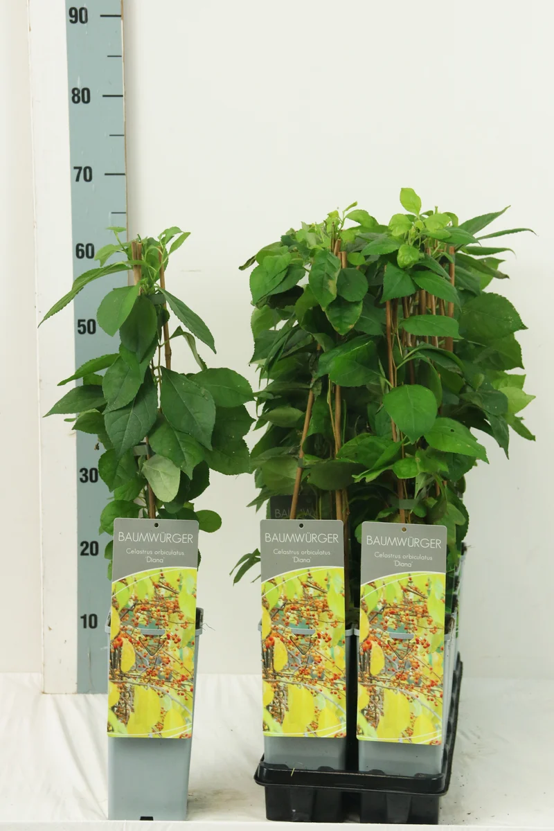 Celastrus orb. 'Diana' C2 (2 liters kruka) 40-60 cm