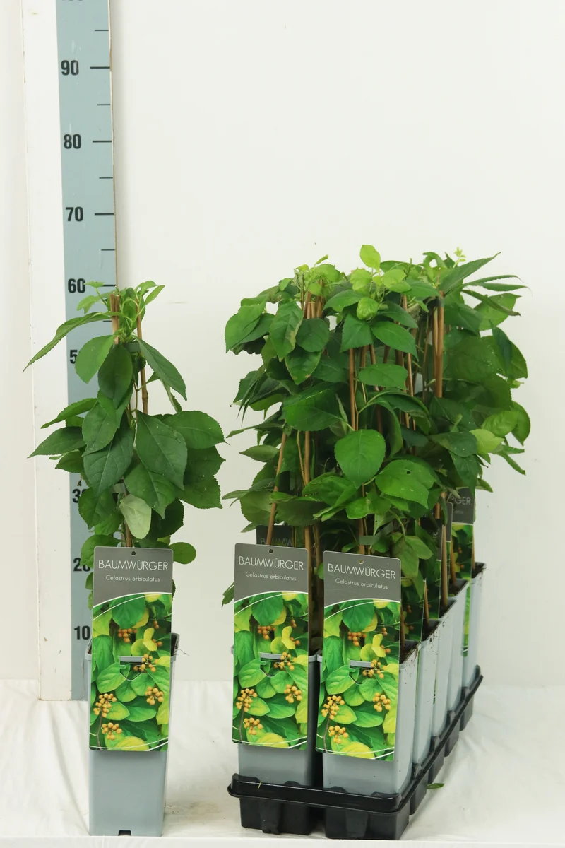 Celastrus orbiculatus 40-60 cm, C2 (2 liters kruka)