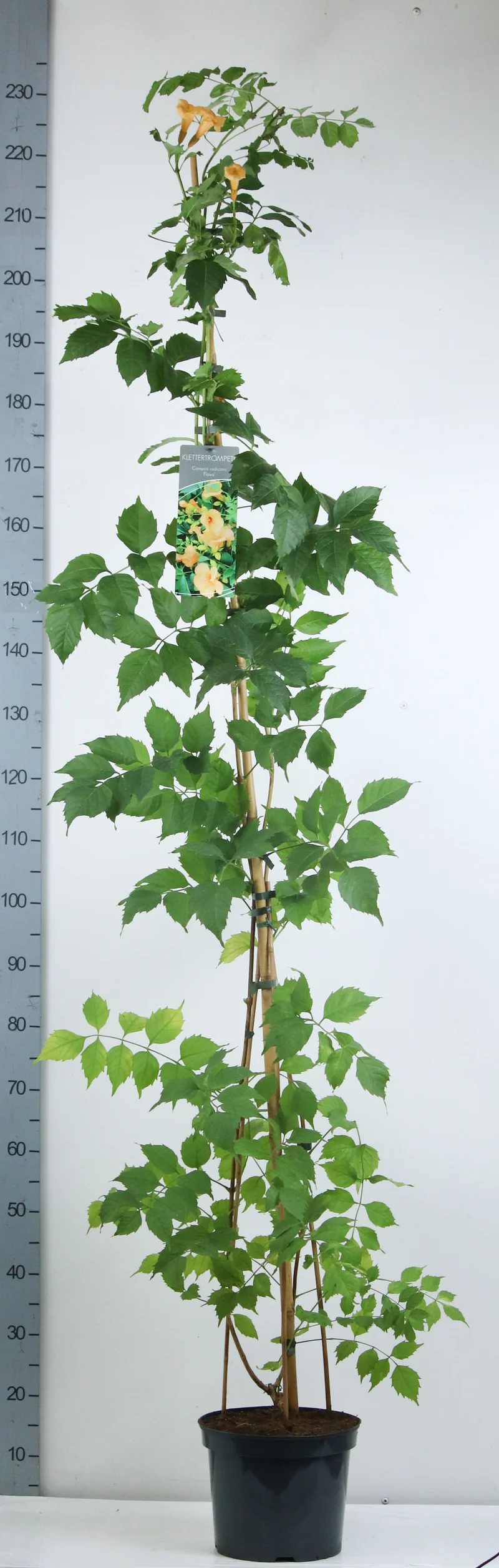 Campsis rad. 'Flava' C7,5 (7,5 liters kruka) 150-200 cm