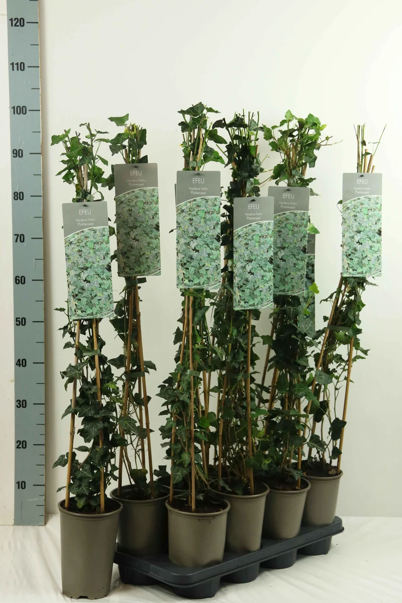 Hedera helix 'Plattensee' 60-100 cm (17 cm kruka)