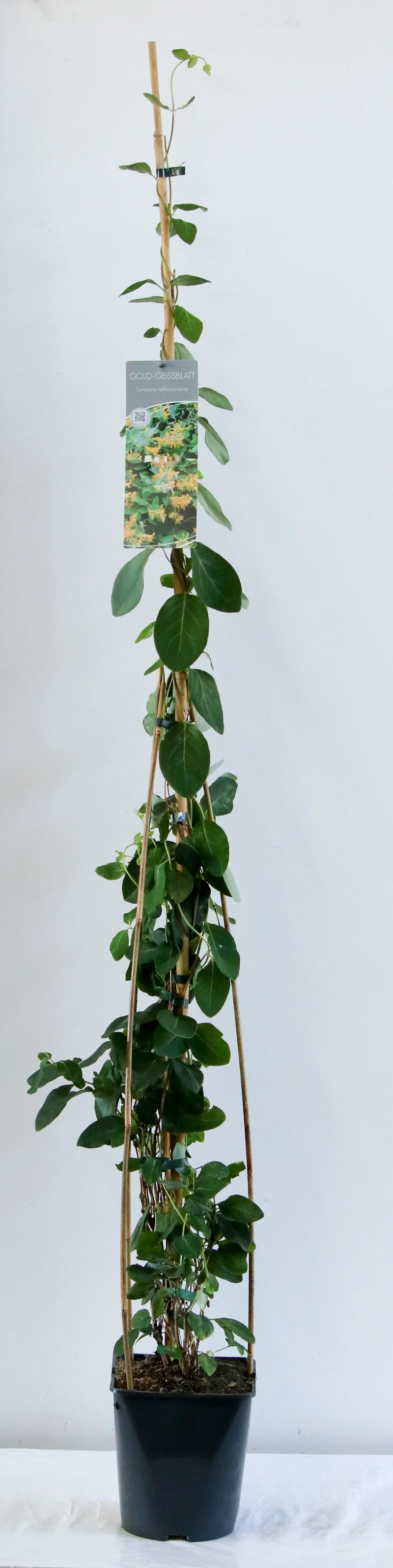 Lonicera tellmanniana C5 (5 liters kruka) 100-125 cm