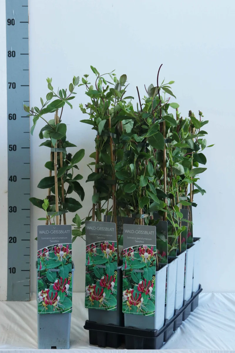 Lonicera periclymenum 'Serotina' C2 (2 liters kruka) 40-60 cm - 3 käppar