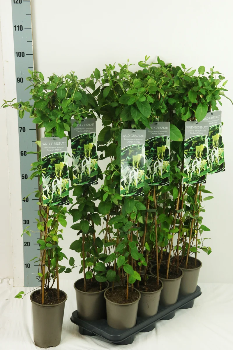 Lonicera per. 'Graham Thomas' 60-100 cm, 17 cm kruka