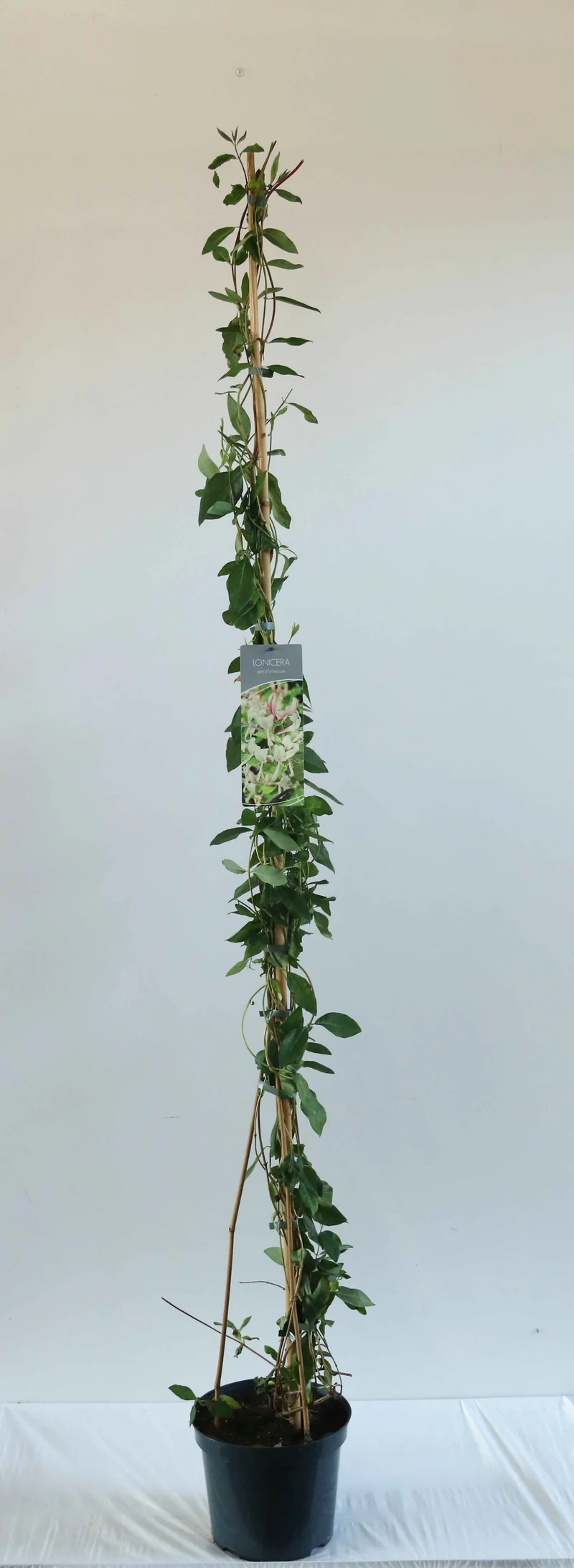 Lonicera periclymenum C7,5 (7,5 liters kruka) 150-200 cm