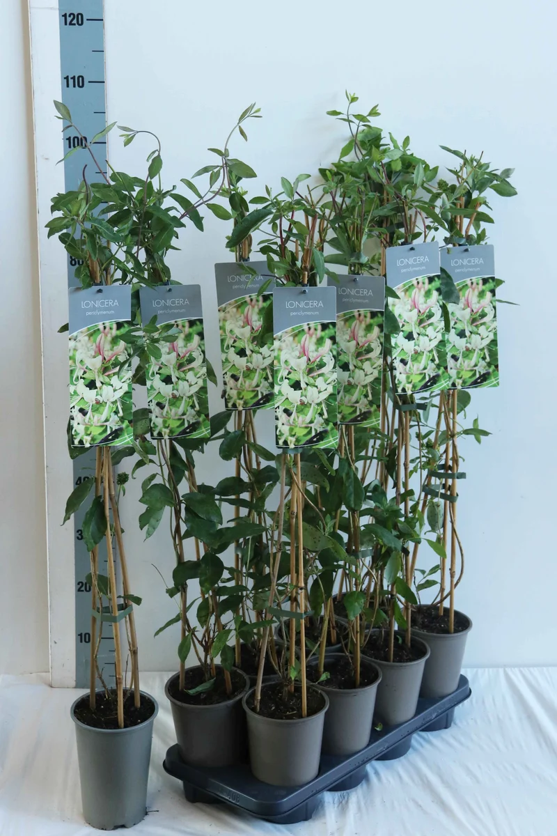 Lonicera periclymenum 17 cm kruka 60-100 cm