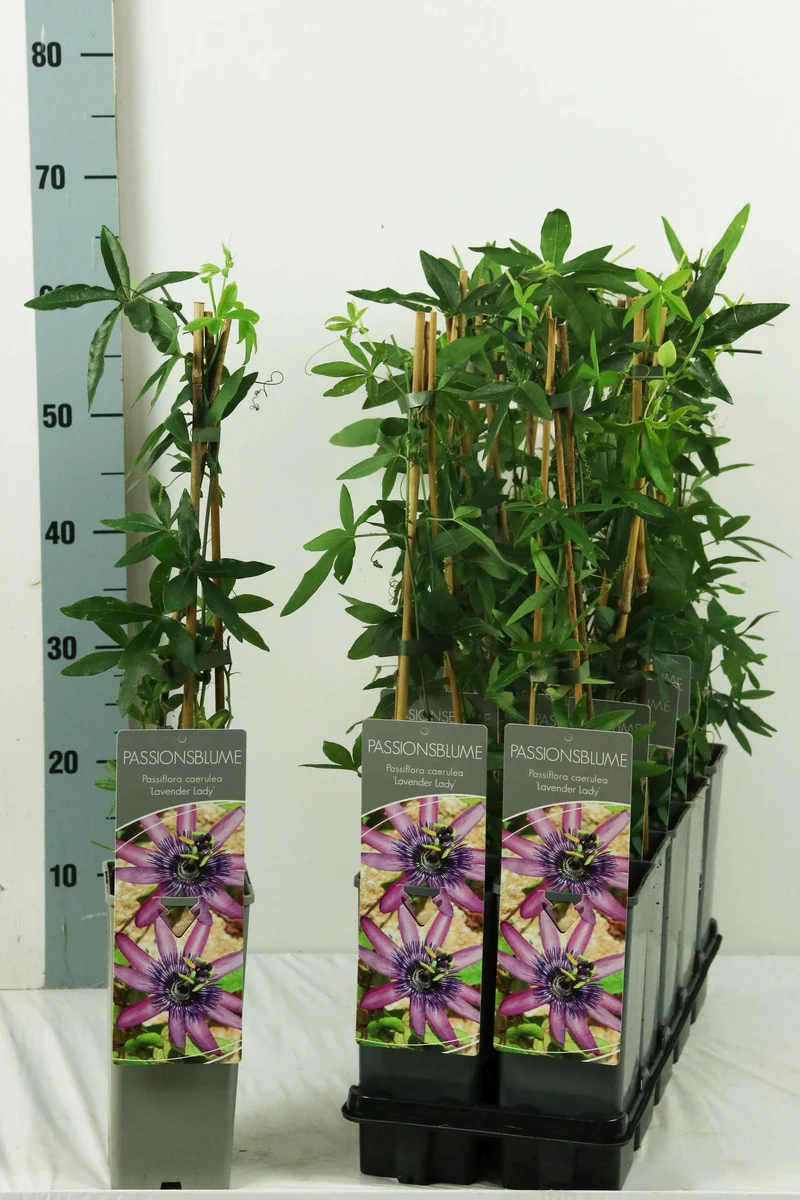 Passiflora 'Lavender Lady' C2 (2 liters kruka) / 17 cm kruka 40-60 cm, 3 käppar