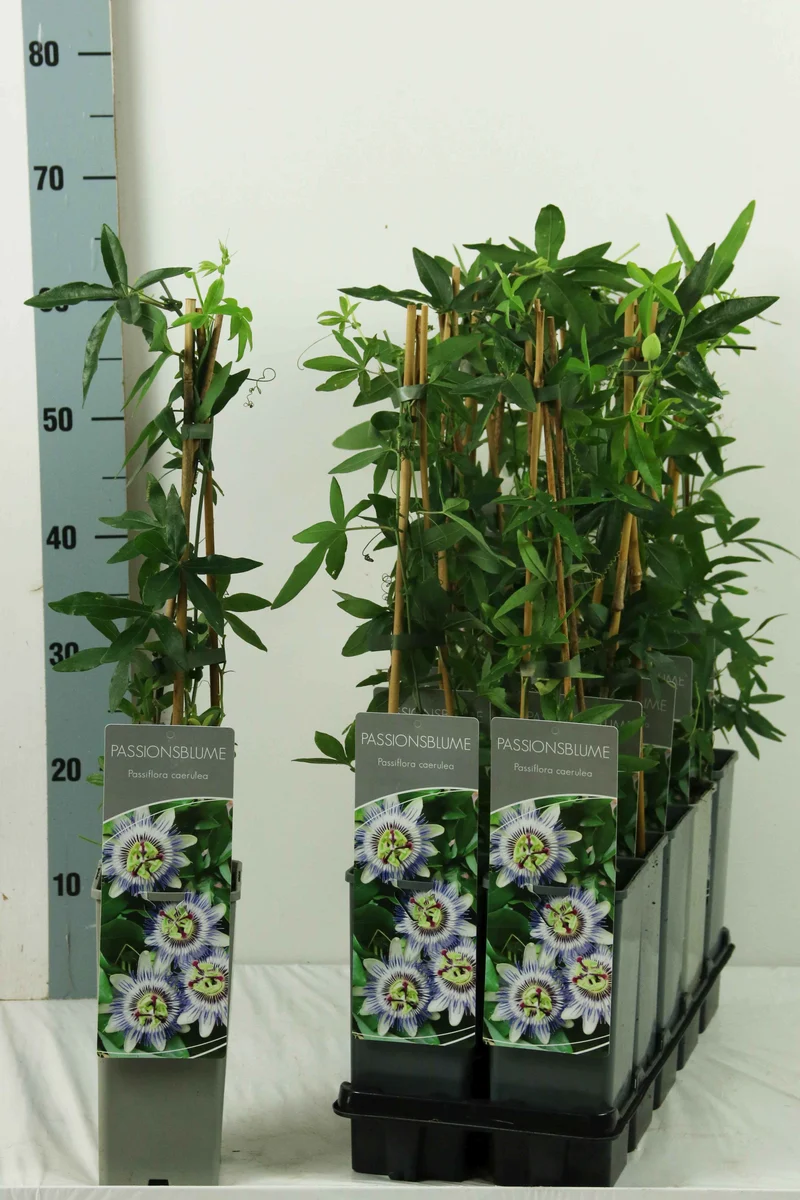 Passiflora caerulea C2 (2 liters kruka) / 17 cm kruka 40-60 cm - 3 käppar