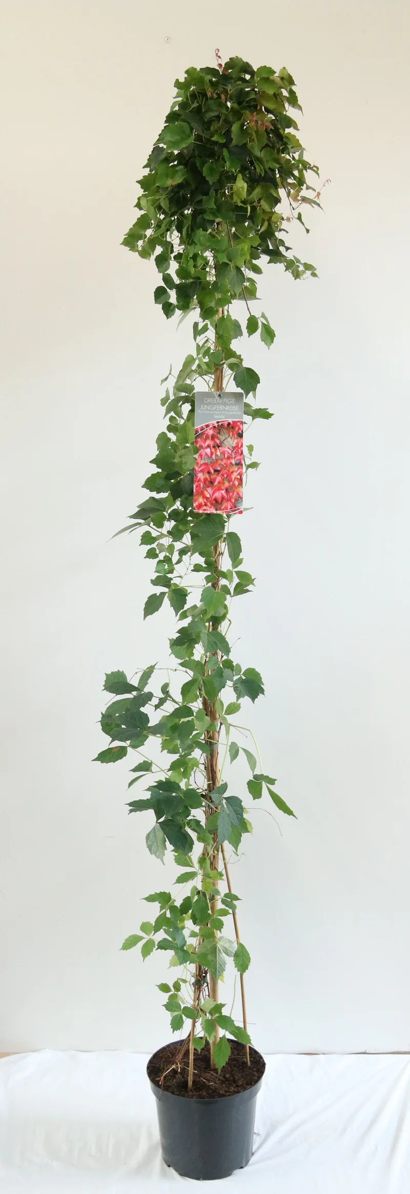 Parthenocissus tr. 'Veitchii' C7,5 (7,5 liters kruka) 150-200 cm