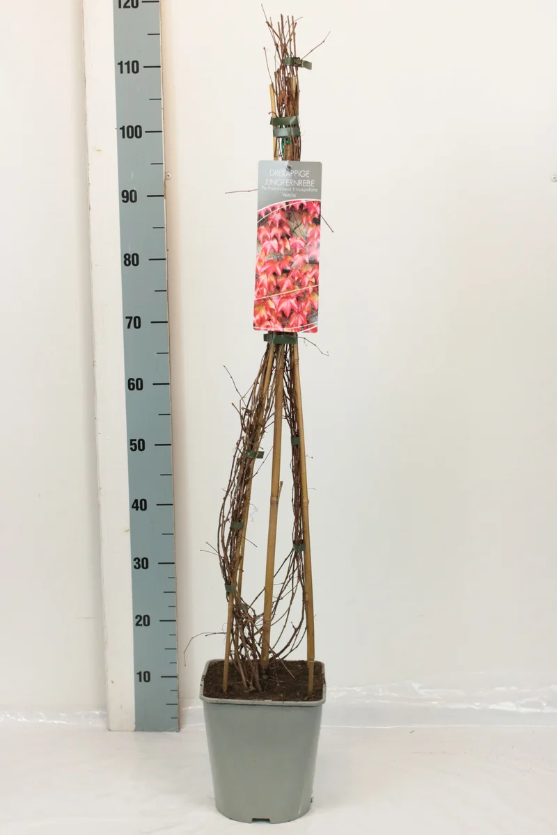 Parthenocissus tr. 'Veitchii' C5 (5 liters kruka) / 23 cm kruka 80-100 cm