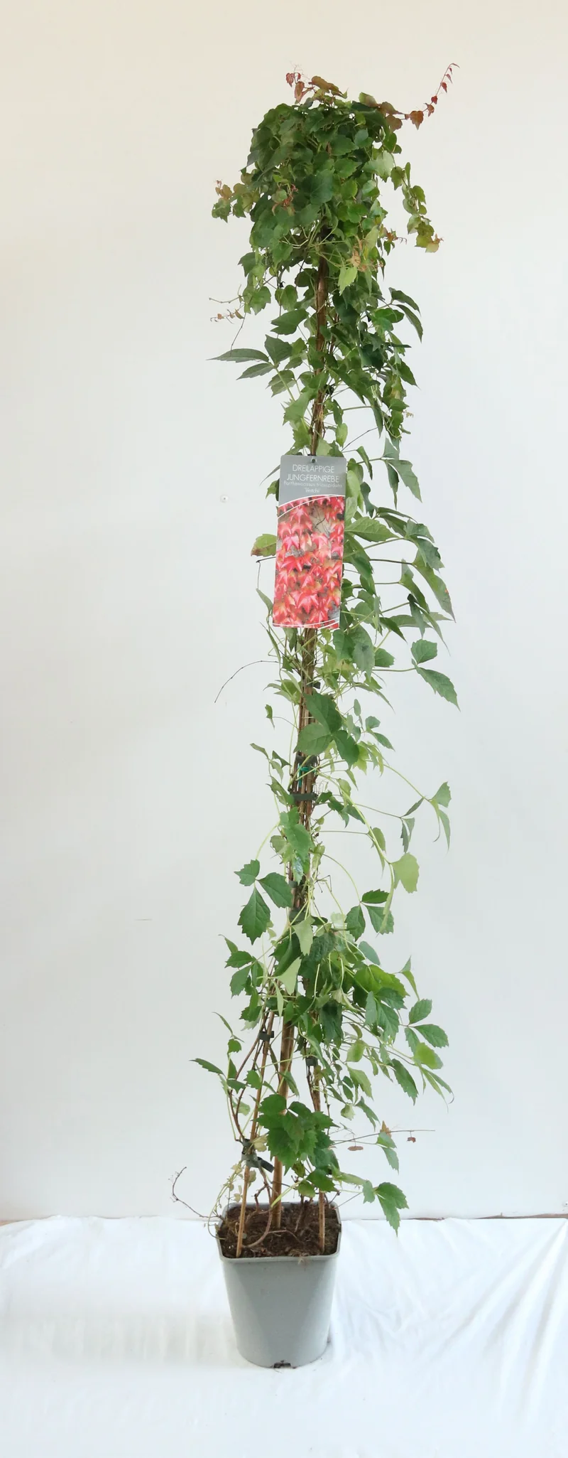 Parthenocissus tr. 'Veitchii' C5 (5 liters kruka) 100-125 cm