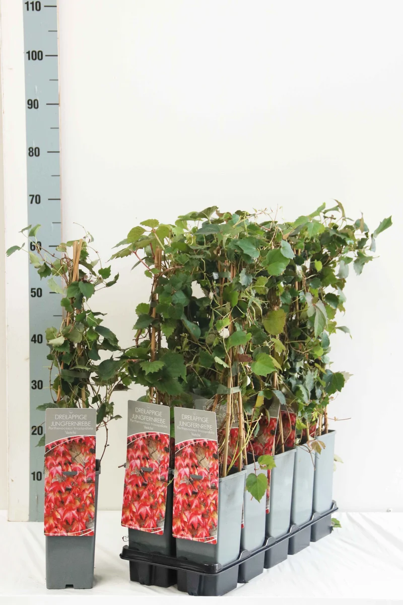 Parthenocissus tr. 'Veitchii' C2 (2 liters kruka) / 17 cm kruka 40-60 cm - 3 käppar