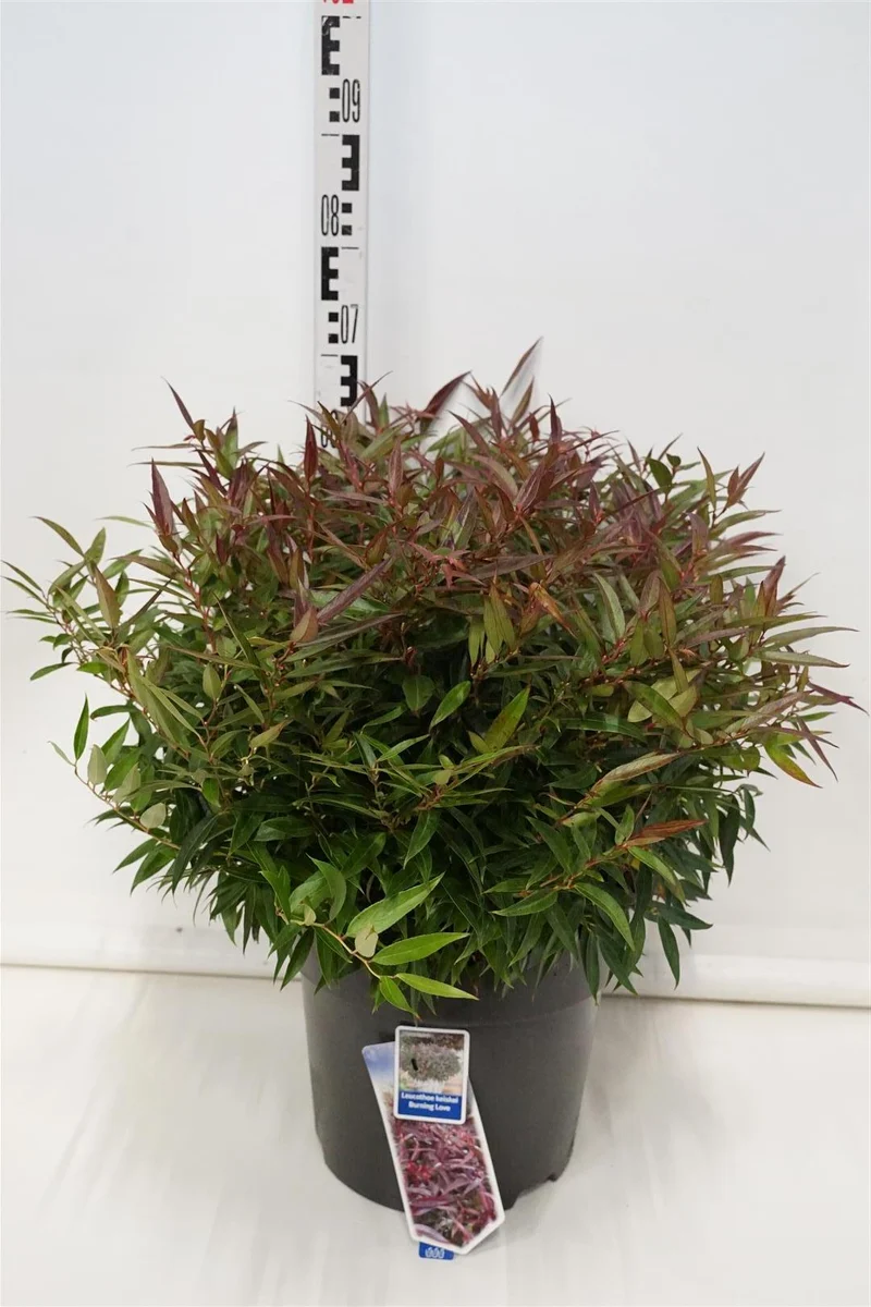 Leucothoe keiskei 'Burning Love' C15 (15 liters kruka) 40-50 cm