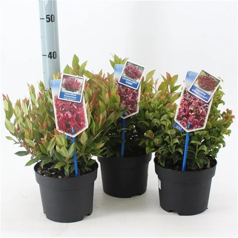 Leucothoe i sorter C2 (2 liters kruka) / 17 cm kruka 25-30 cm