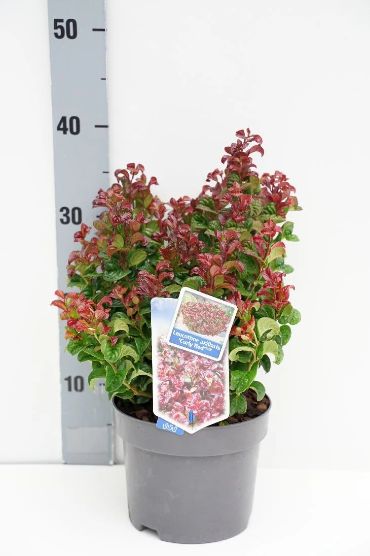 Leucothoe axil. 'Curley Red' C2 (2 liters kruka) 20-25 cm