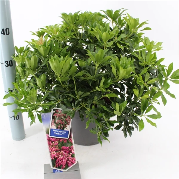 Pieris japonica 'Passion' 30-40 cm C5 (5 liters kruka)