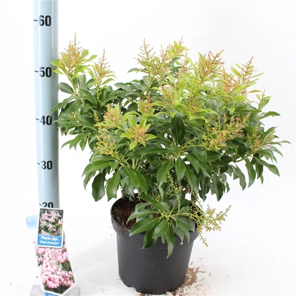 Pieris japonica 'Polar Passion' C5 (5 liters kruka) 30-40 cm