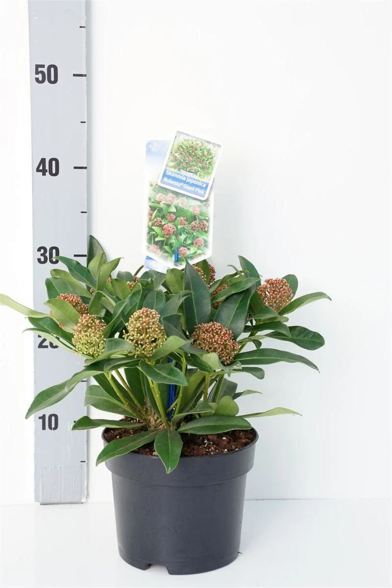 Skimmia jap. 'Rubesta® Giant Pink' C2 (2 liters kruka) 20-25 cm