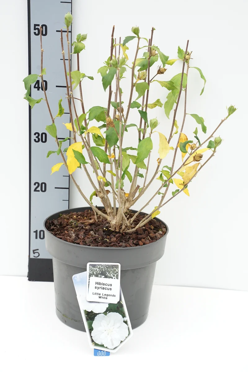 Hibiscus syriacus 'Little Legends White' C5 (5 liters kruka) 40-45 cm
