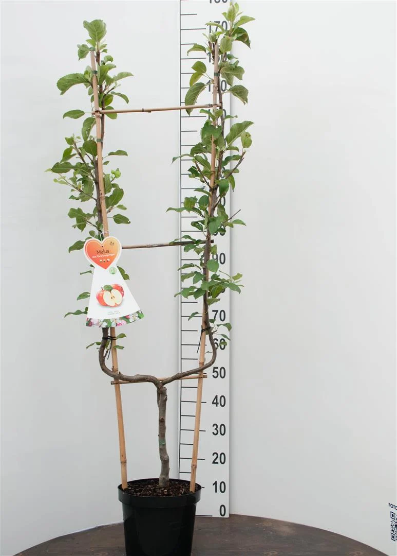 Perovskia 'Blue Spire' C2 (2 liters kruka) 30-40 cm