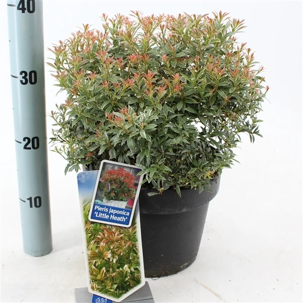 Pieris japonica 'Little Heath' C5 (5 liters kruka) 30-40 cm