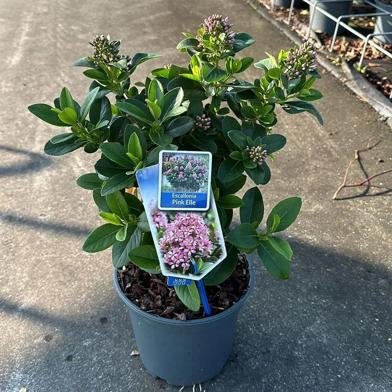 Escallonia 'Pink Elle' C3 (3 liters kruka) 30-40 cm