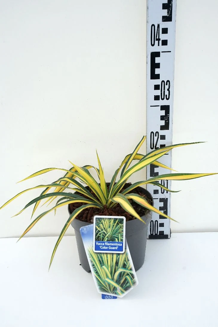 Yucca filamentosa 'Color Guard' C2 (2 liters kruka) 20-30 cm