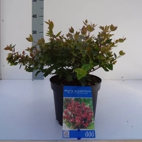 Abelia grand. 'Mystic Daydream' C2 (2 liters kruka) 25-30 cm