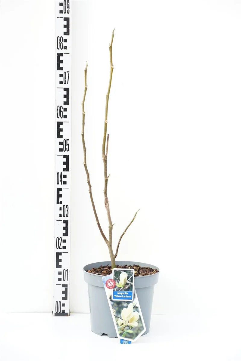 Magnolia 'Yellow Lantern' C5 (5 liters kruka) 50-60 cm
