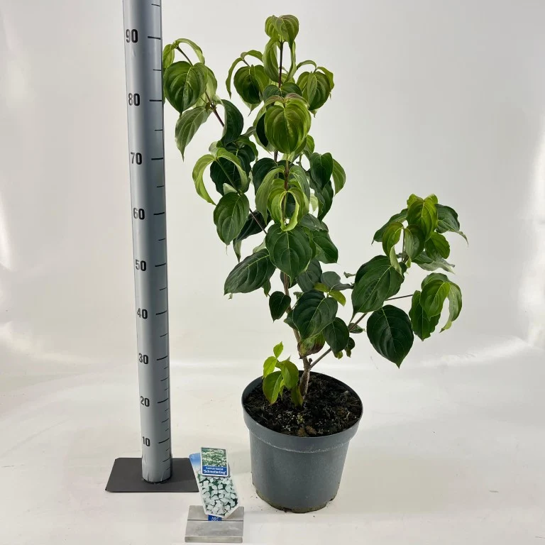 Cornus kousa 'Schmetterling' C7,5 (7,5 liters kruka) 50-60 cm