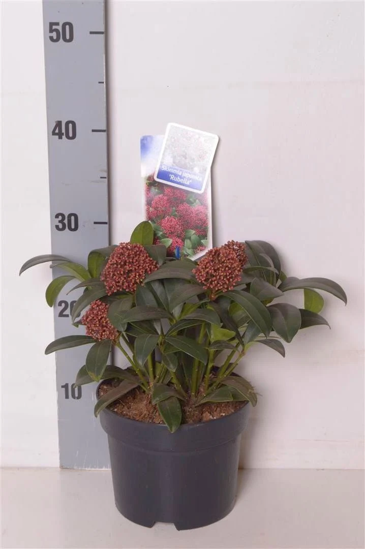 Skimmia japonica 'Rubella' C2 (2 liters kruka) 20-25 cm