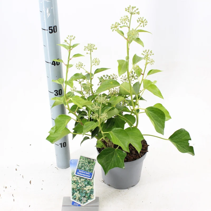 Hedera helix 'Arborescens' C2 (2 liters kruka) 25-30 cm