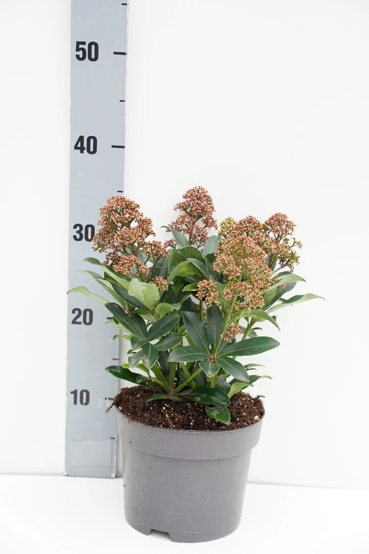 Skimmia japonica 'Rubesta Optima' C2 (2 liters kruka) 20-25 cm