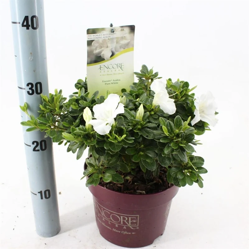 Rhododendron 'Encore'® Aut. P. White' C3 (3 liters kruka) 25-30 cm