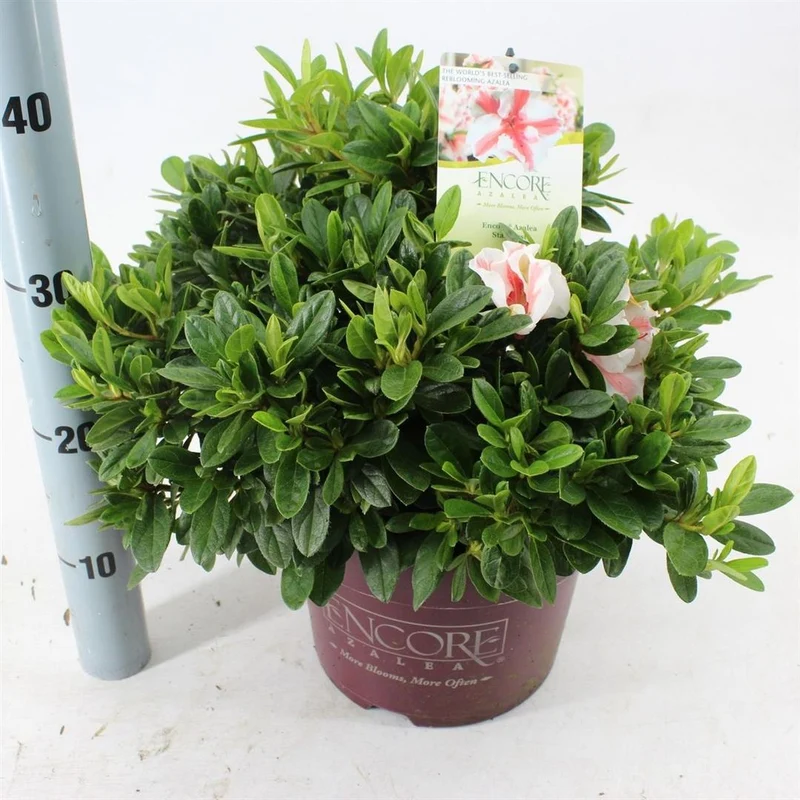 Rhododendron 'Encore'® Aut. Sunburst' C5 (5 liters kruka) 30-35 cm