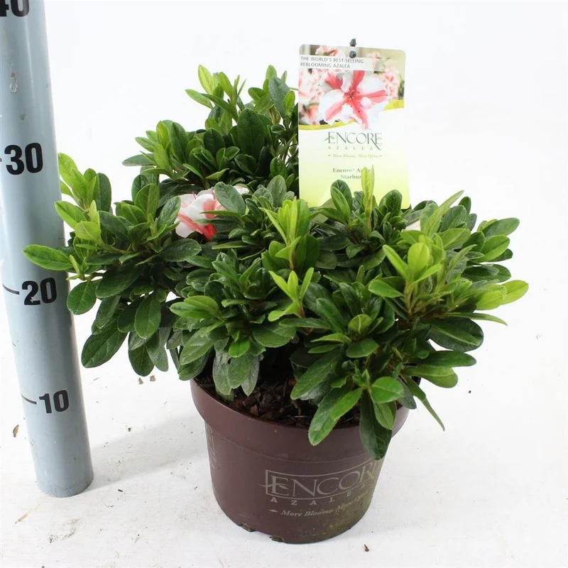 Rhododendron 'Encore'® Aut. Sunburst' C3 (3 liters kruka) 25-30 cm