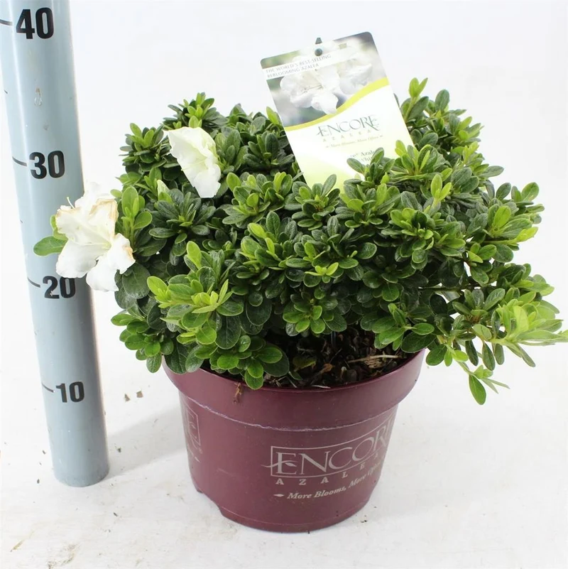 Rhododendron 'Encore'® Aut. P. White C5 (5 liters kruka) 30-35 cm