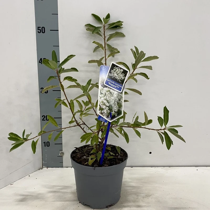Exochorda rac. 'Niagara' C2 (2 liters kruka) 25-30 cm