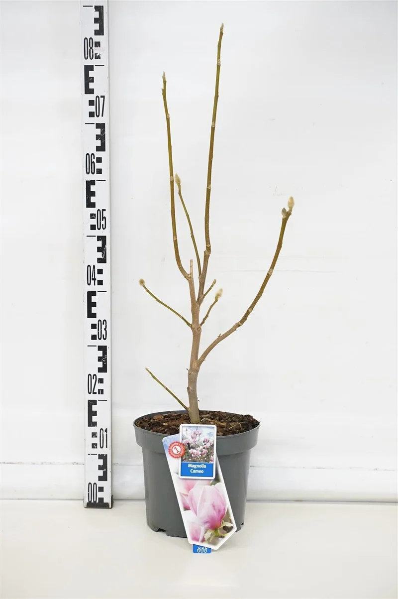 Magnolia 'Cameo' ® C5 (5 liters kruka) 60-80 cm