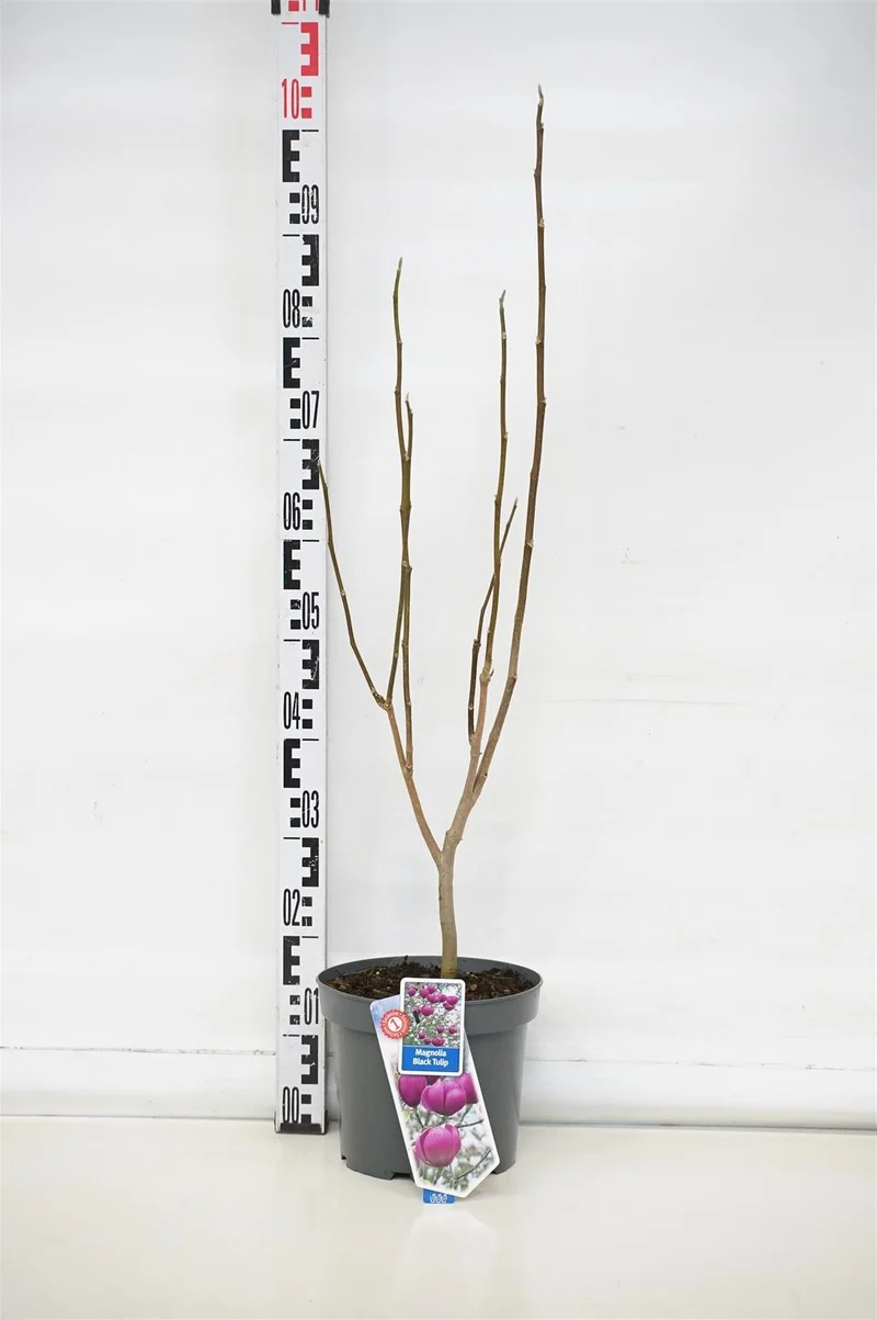 Magnolia 'Black Tulip' C5 (5 liters kruka) 60-80 cm